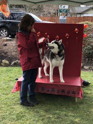 Sweet Husky