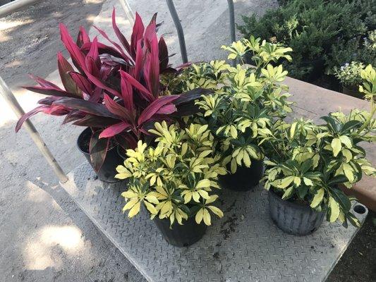 Hardy plants for my full sun front yard.