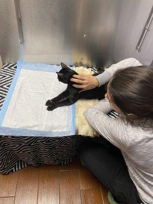 Vet tech caring for my dying cat