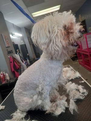 Response to Jian O review documentation of grooming severe matted, from business owner.