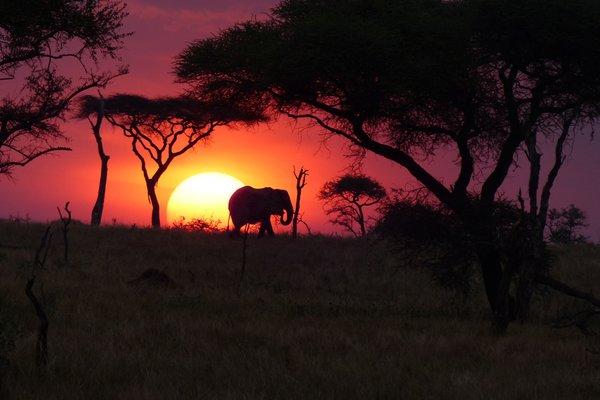 Elephant sunset at Singita,