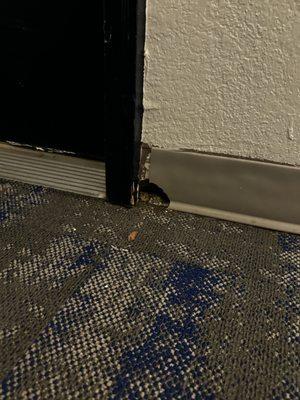 Rat chewed hole into the walls outside an apartment.