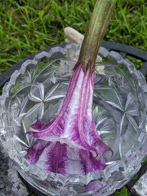 Datura matele flower essence being made