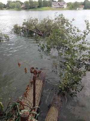 A storm knocked these two trees into lake, we removed them.