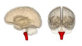 The Red Area in this picture is of The Lower Brainstem or Medulla Oblongata.  This is the source of all of your brain & body function.