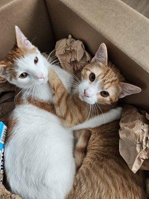 A white cat and orange cat cuddle and play together in a box.