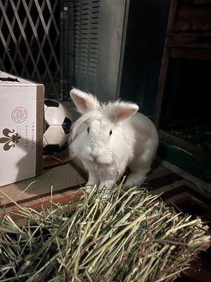 This is Marbles loving her Hay