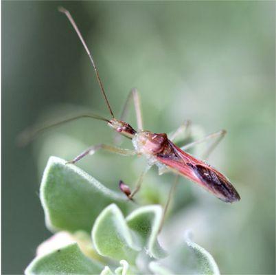 ARBICO Organics Assassin Bug