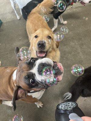 Bubble Wednesday