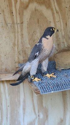 Peregrine Falcon