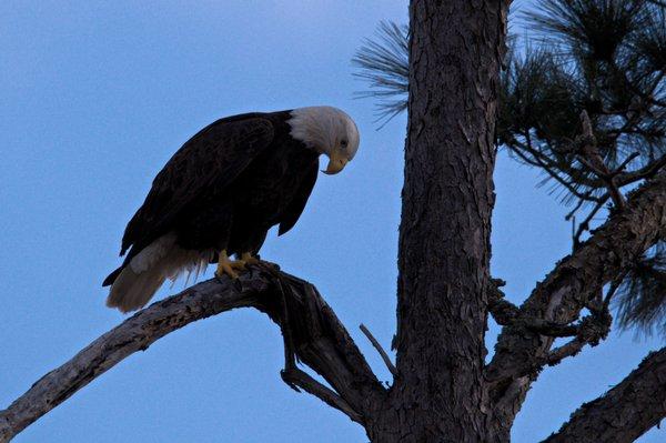 Eagle watch over site 86