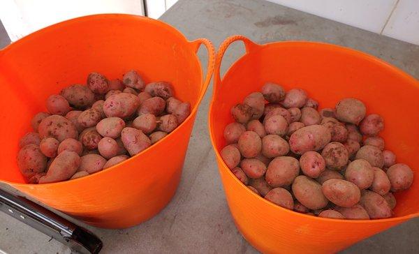 Organic Red Chieftain potatoes, harvested, August 2019