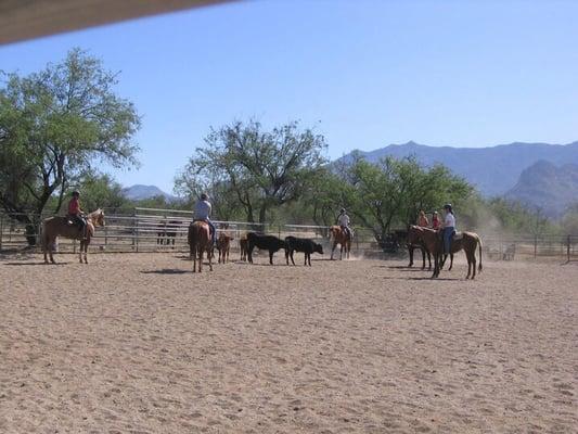 Learning how to track cows during summer camp