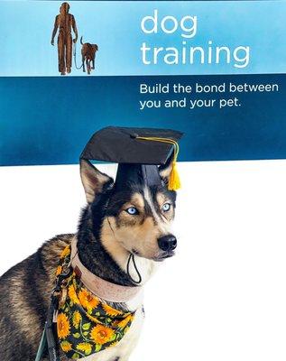 My siberian husky dog, Lucy, wearing a graduation cap and sunflower bandana in front of the blue petco dog training sign.