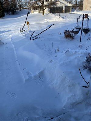 This is the driveway one of the times.  the arrows show the stakes.