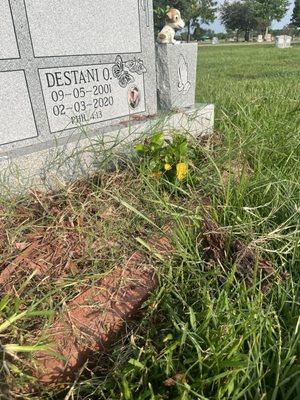 Weeds overflowing the headstones