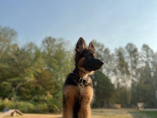 Von Waldberg German Shepherds