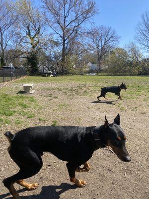 We met another Doberman!