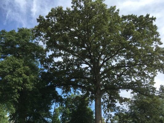 One of the majestic oaks at Olmsted Linear Park.