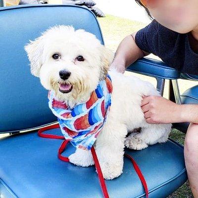 Our Havanese puppy at #PupFest