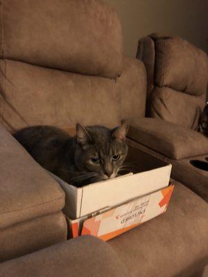 My cat Loki approves this couch.