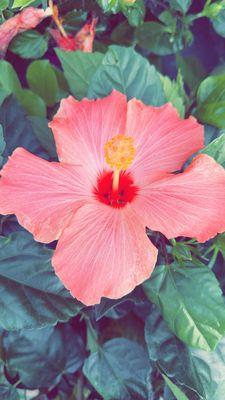 Hibiscus