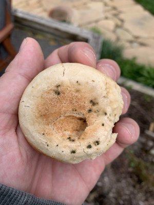 Moldy Plain Stuffed Bagel Minis