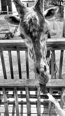 Elmwood Park Zoo -- giraffe feeding