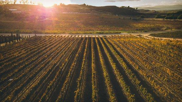 Sunsets at Akash Winery are the best, especially with a glass of our wine in your hand!