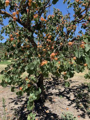 Blenheim tree