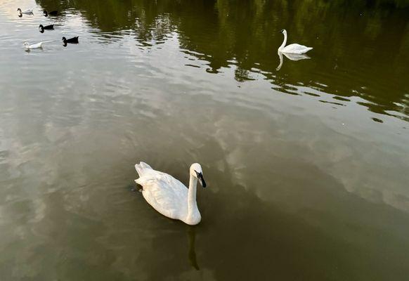 Leisurely Wildlife