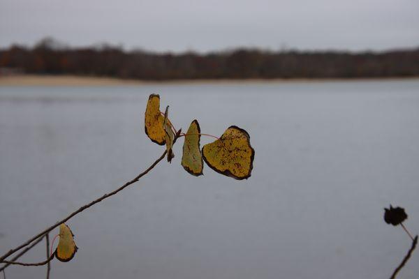 Foreground of leaves