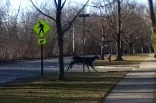 Our deer use the crosswalk like polite deer