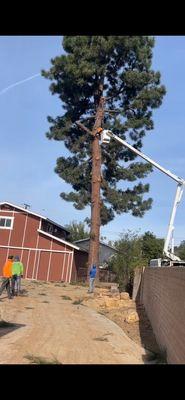 Bro Tree Service