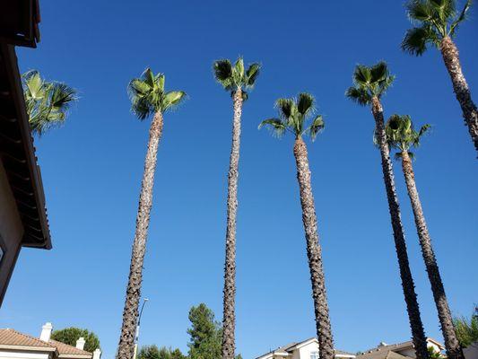 After tree trimming.