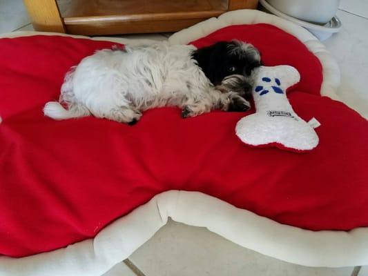 Puppy loves how nice his bed was Dry Cleaned.