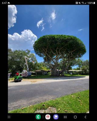 Banyan Tree Miami Shores
 coconut removal
 tree removal services
 stump grinding
 certified arborist