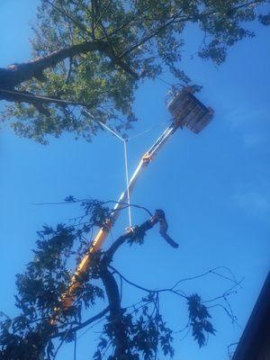 Tree services