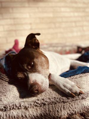 Orphans of the Storm Animal Shelter