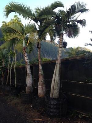 These are beautiful bottle Palms.