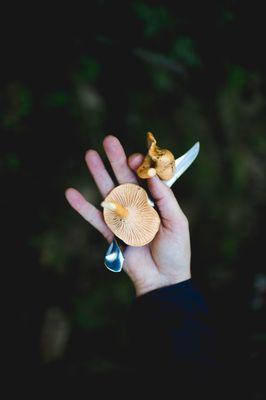 Mushroom Foraging on the Oregon Coast