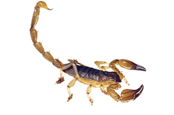 BARK SCORPION