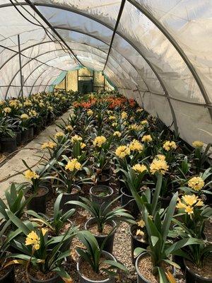 Clivia uvanursery