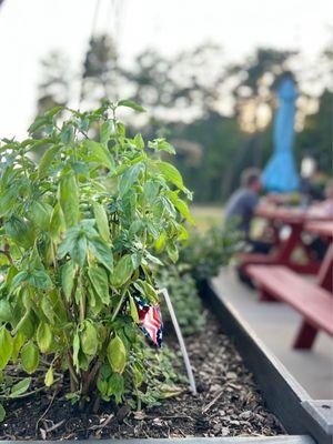 Growing herbs in the outdoor patio