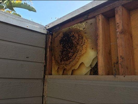 Removal of bees and hive located inside fence.