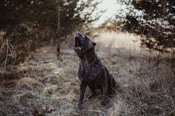 Cane corso