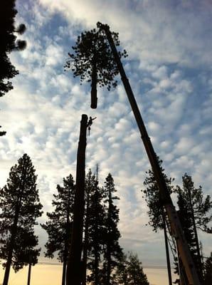 Juan craning a large Jeffrey pine on the west shore.