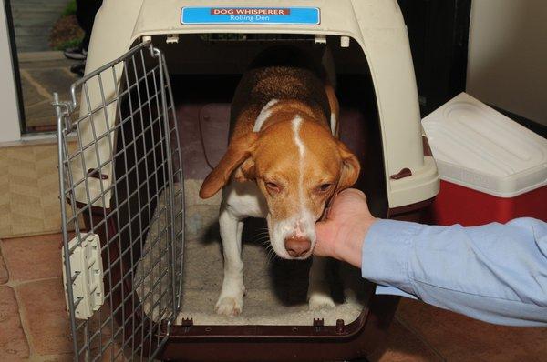 Roscoe the Bed Bug Dog and Our Canine Teams Sniff & Detect Hidden Bed Bugs