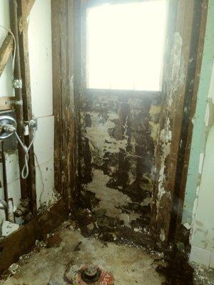 Mold Remediation Needed