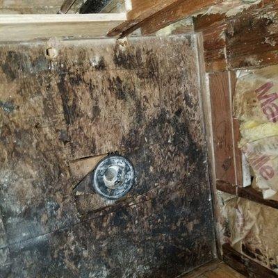 Shower pan leak mold